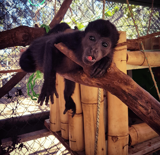 volunteer wildlife refuge Costa Rica