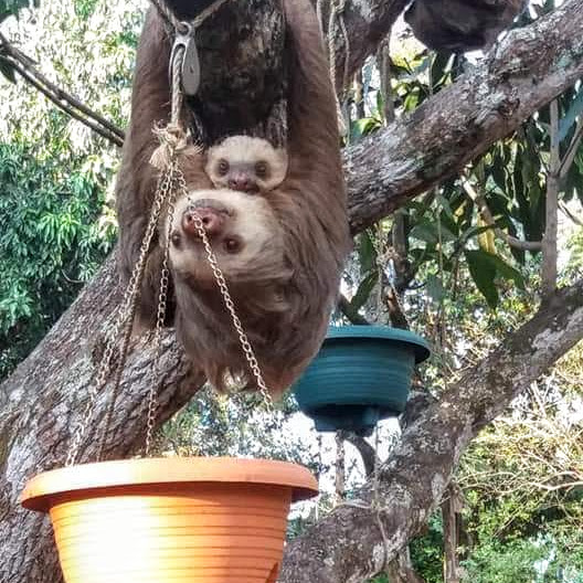 Paresseux animaux sauvages