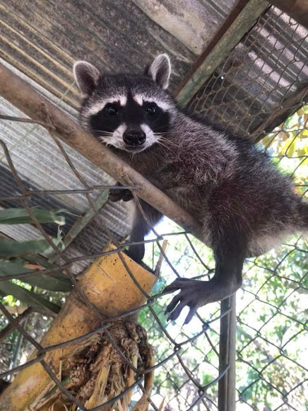 Volunteering wildlife refuge Costa Rica