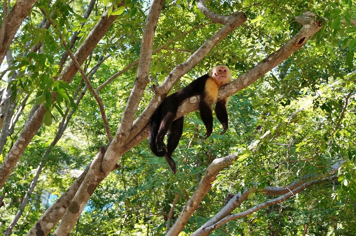 Monkey costa rica