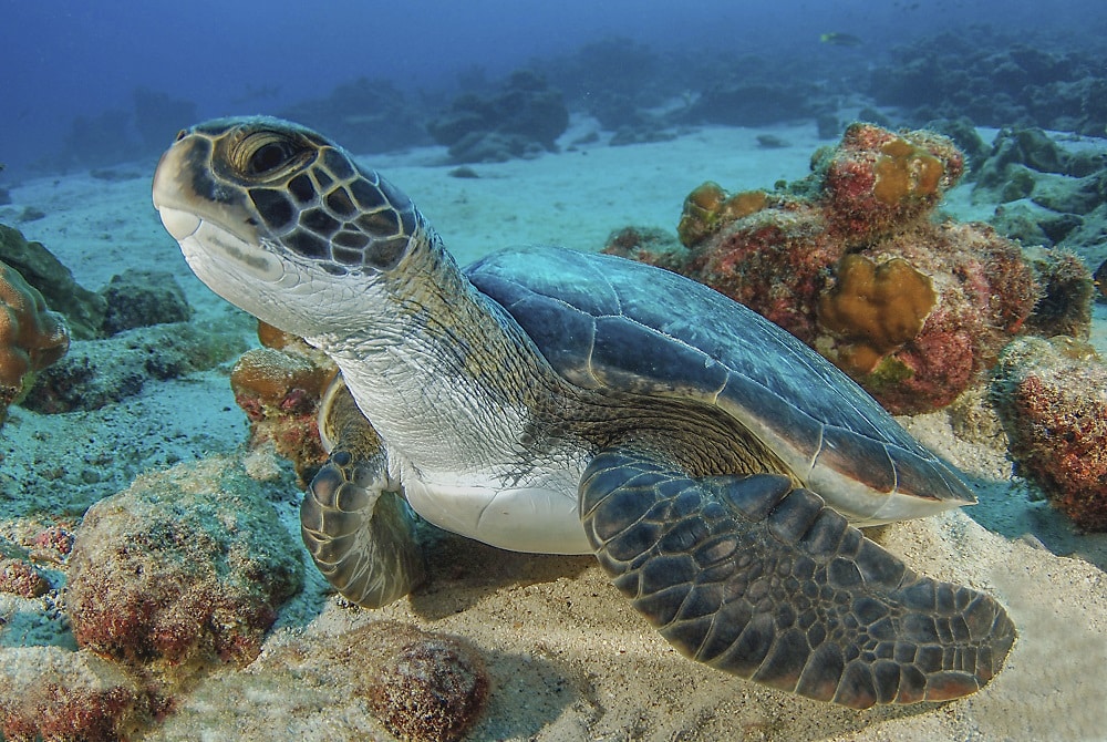 Sea turtle Costa Rica