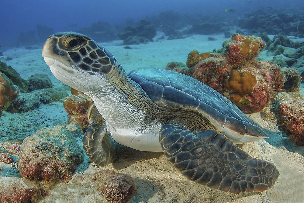 Tortue marine Costa Rica