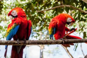 Perroquet Amazonie