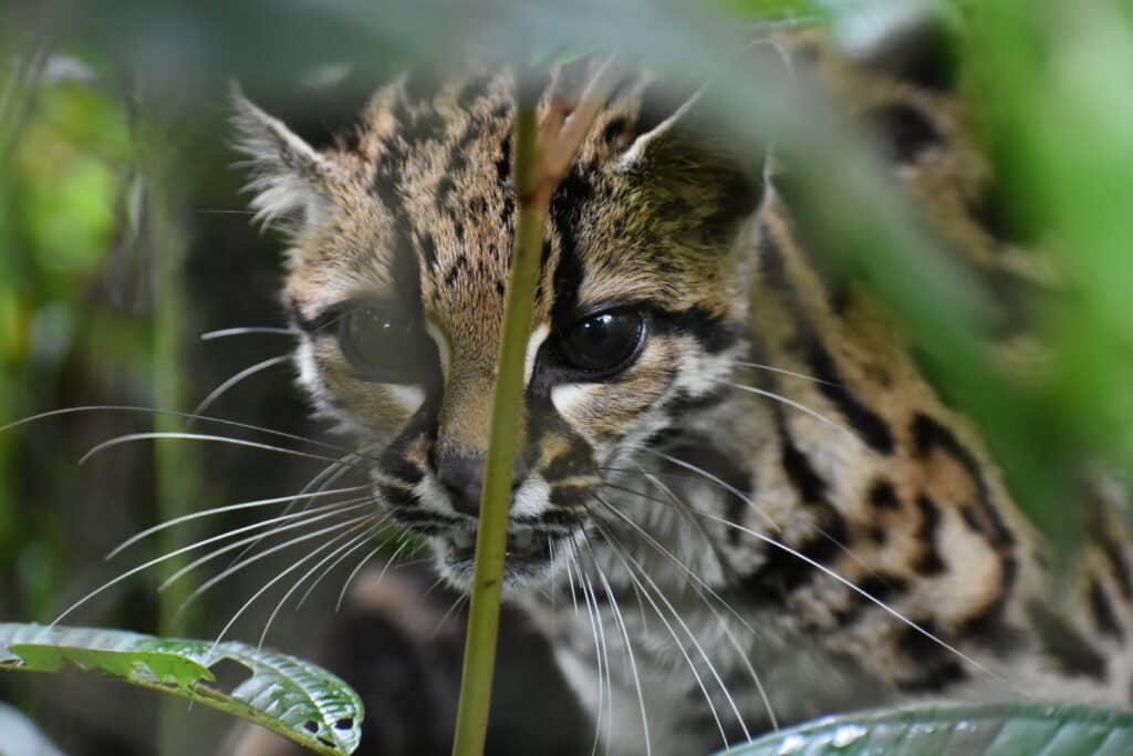 volunteer refuge Ecuador