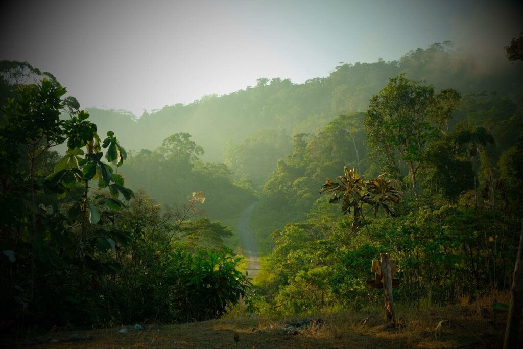 Volontaire en Amazonie