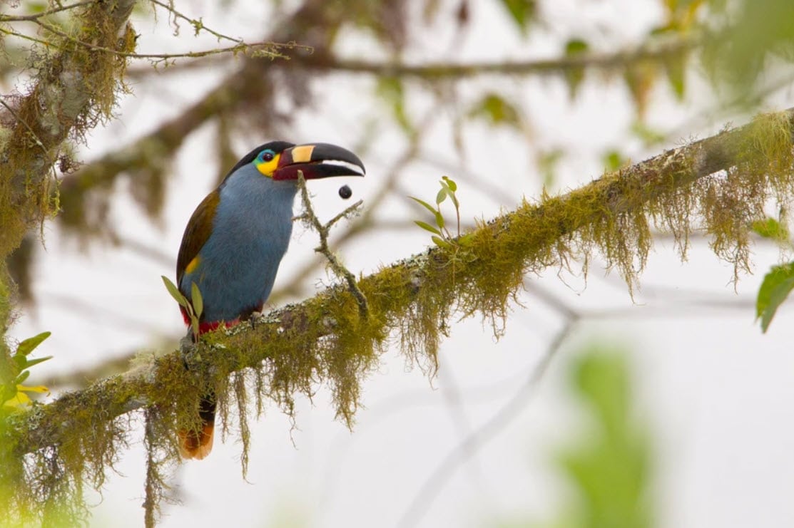 Toucan tropiques