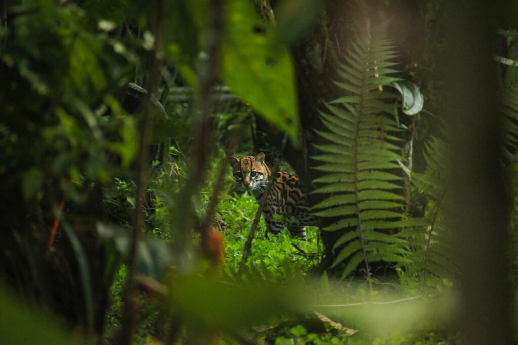 Animaux sauvages Amazonie