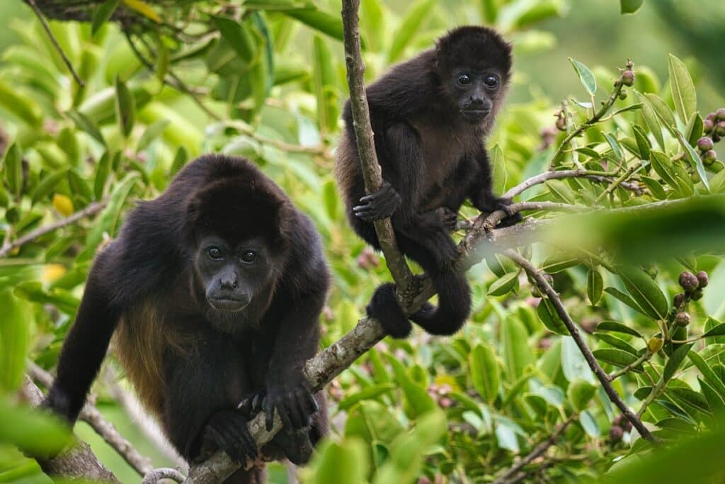 Ecuador monkey