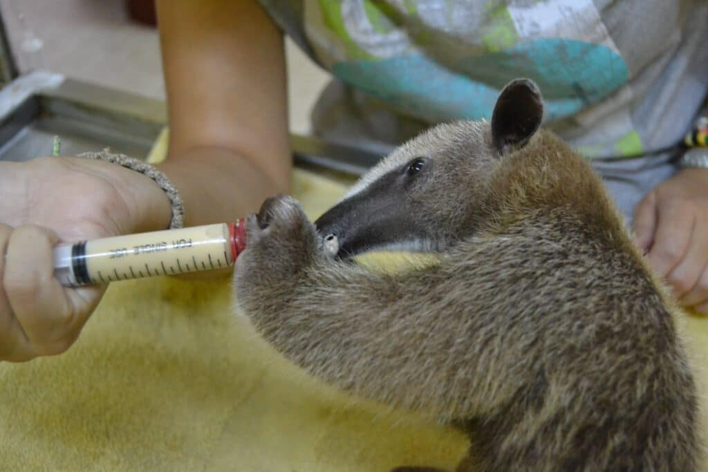 Volunteer wildlife refuge Ecuador