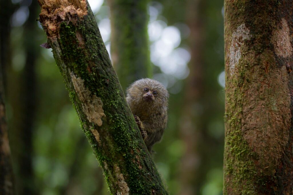 ecovolontaire Equateur