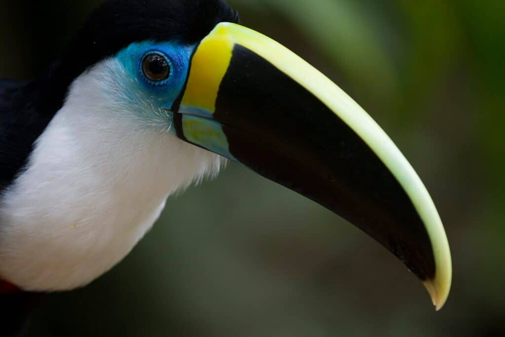 Toucan équateur