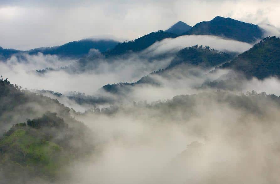 Cloudy Forest