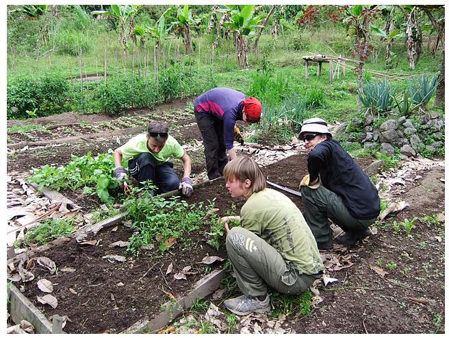 Permaculture cloudy forest