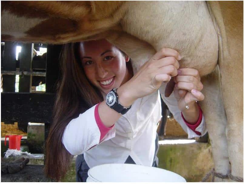 milking cows