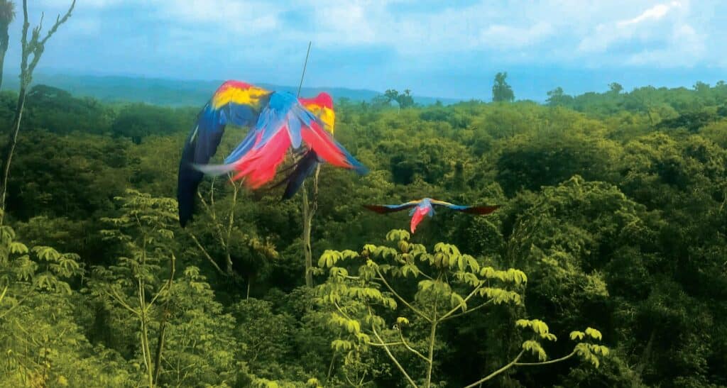 Oiseau guatemala