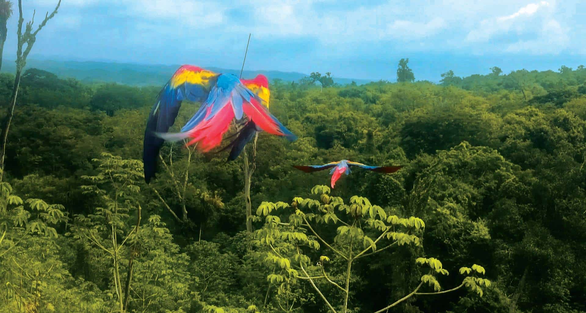 Guatemalan bird