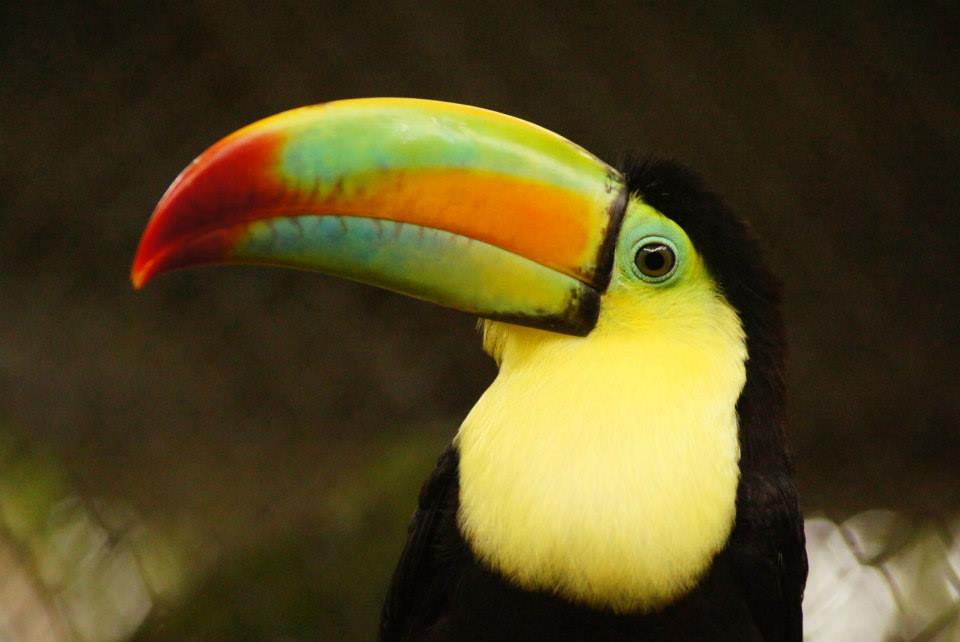 Toucan refuge Guatemala