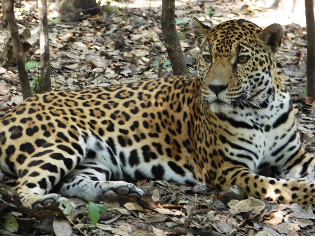 Volontaire refuge Guatemala