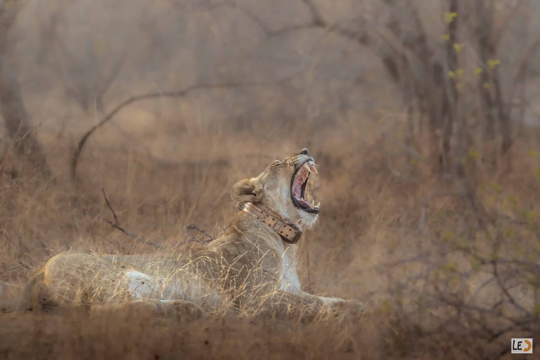 Roaring lioness