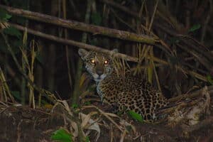 Faune sauvage Amazonie