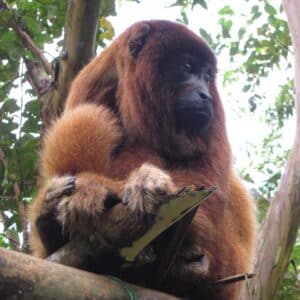 Animaux sauvages Pérou