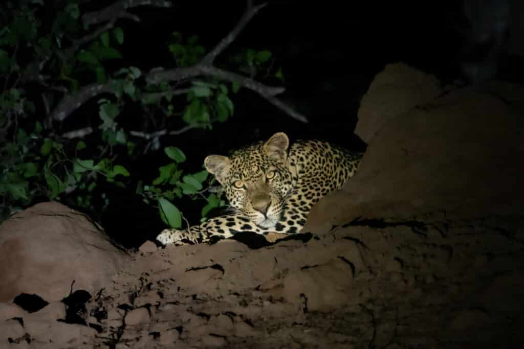 Guépard Afrique du Sud