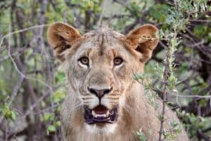 volontariat animaux sauvages