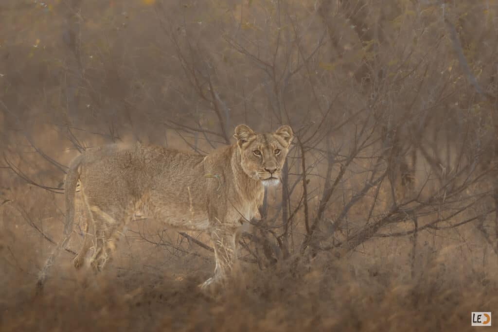 Lionne dans la brume