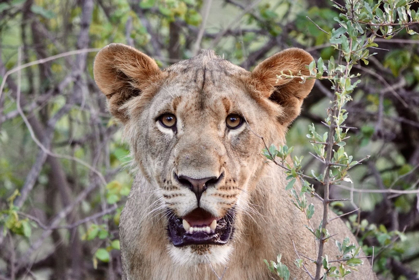 volontariat animaux sauvages