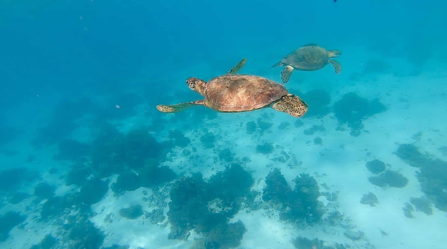 Séjours scientifique tortue marine