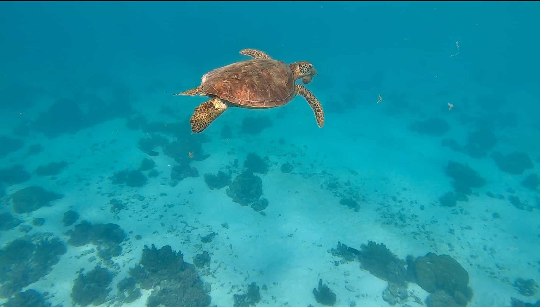 Green turtle