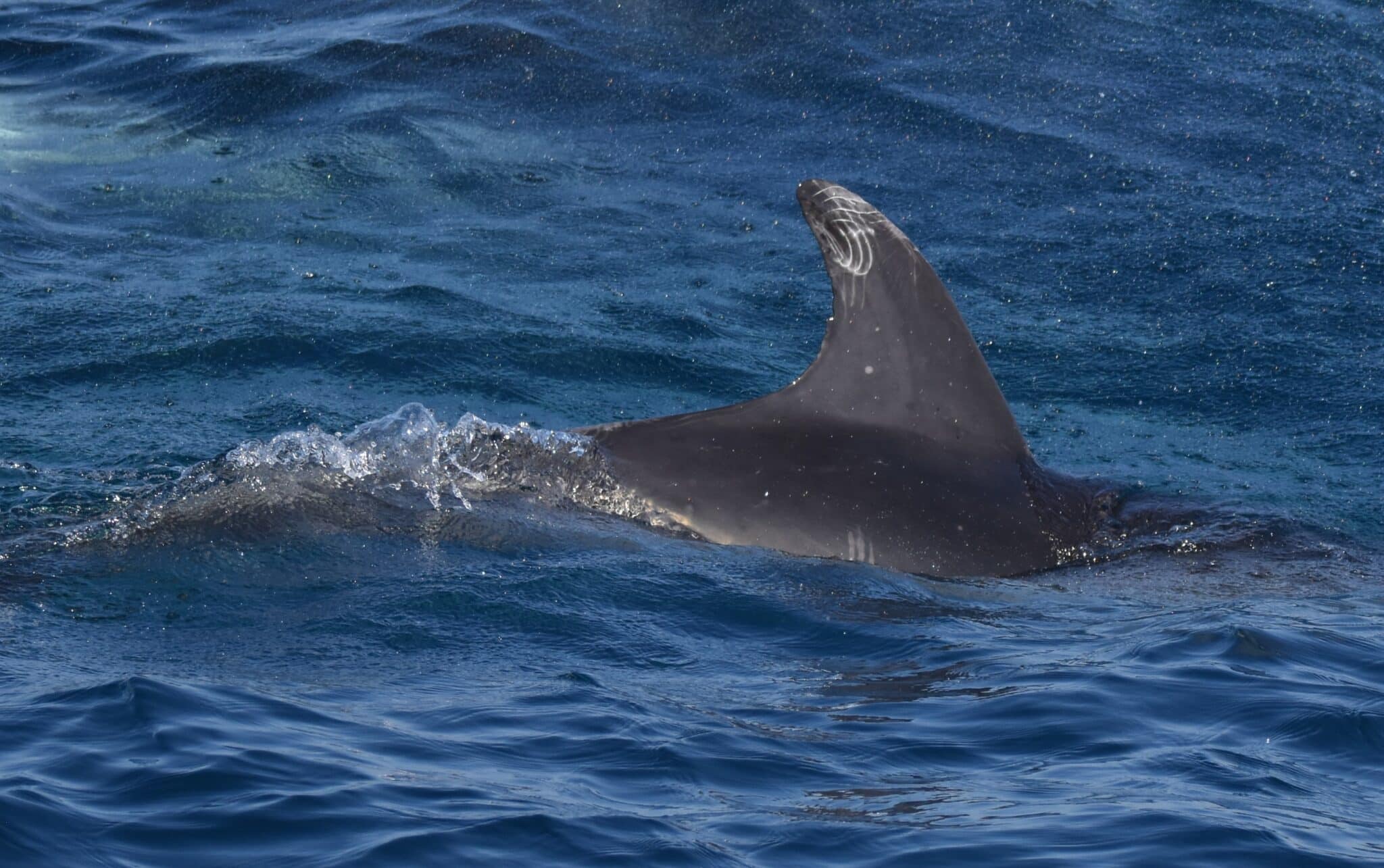 Dolphins can be identified by their dorsal fin.