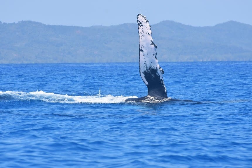 Baleine à bosse