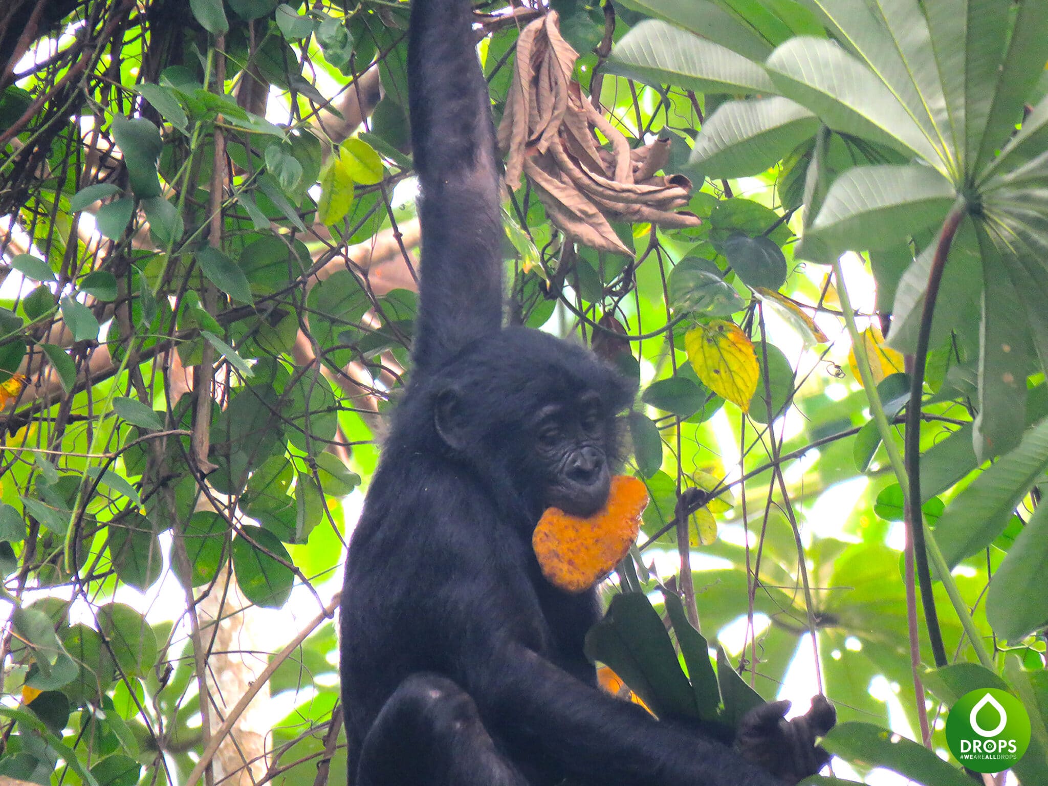 Bonobo du bolobo