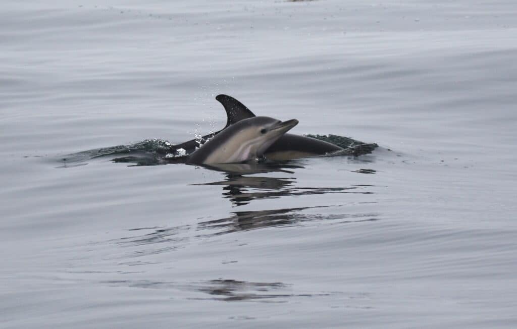 Participatory dolphin science