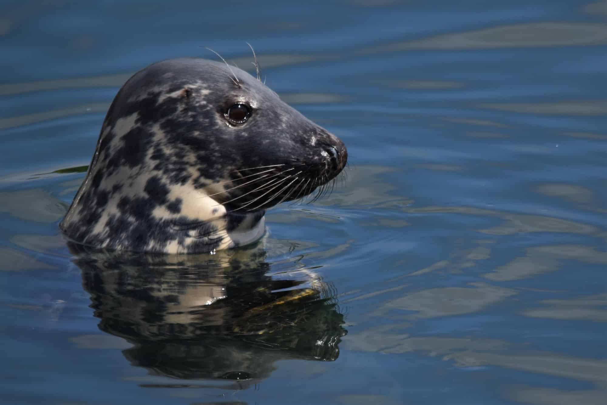 European seal