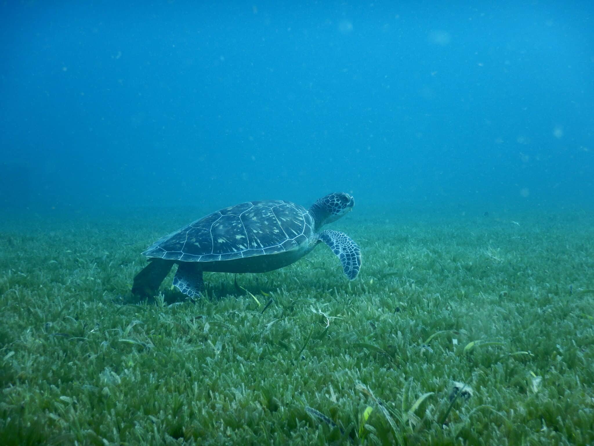 séjour tortue marine