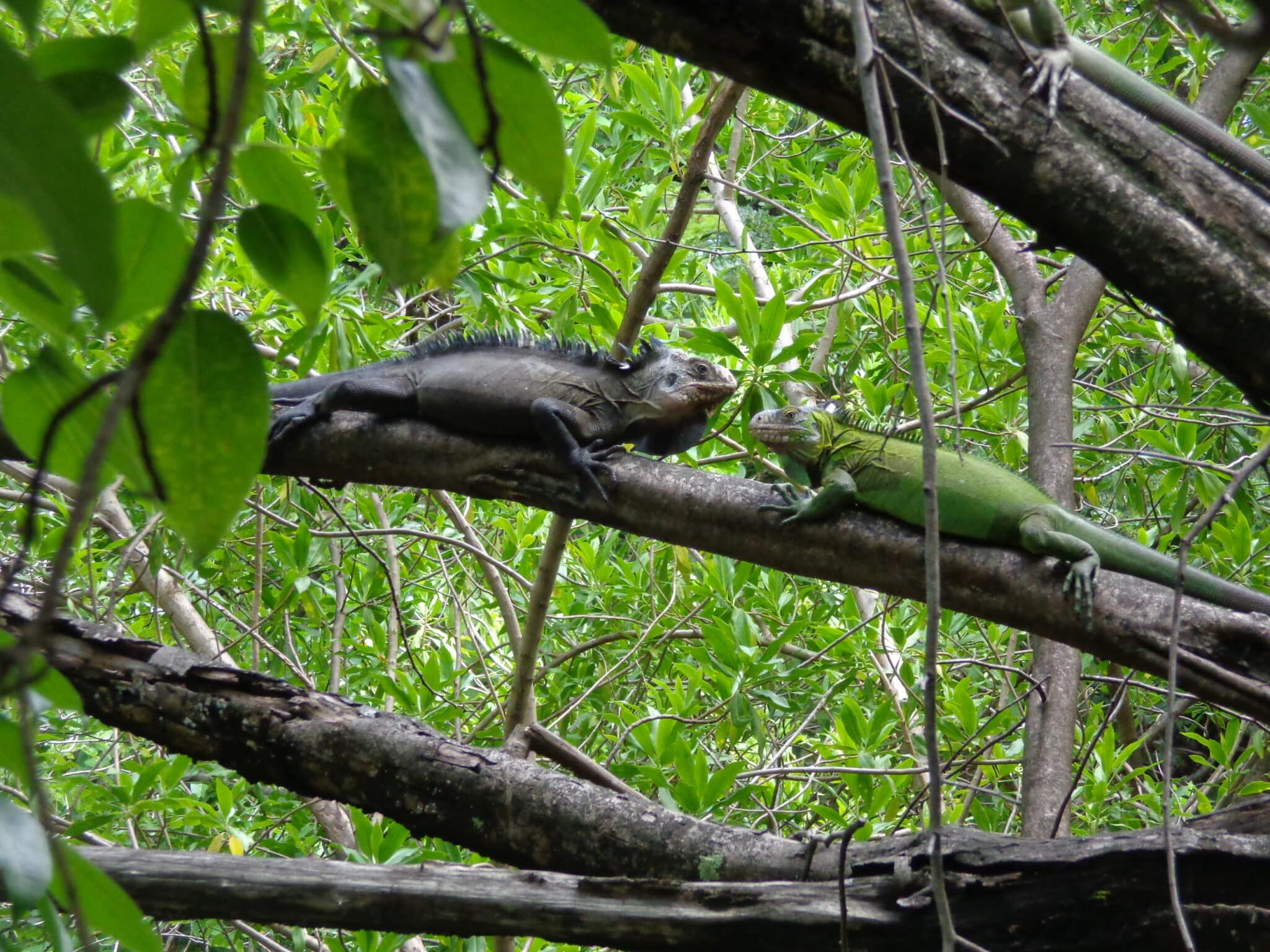 Peyi Iguana