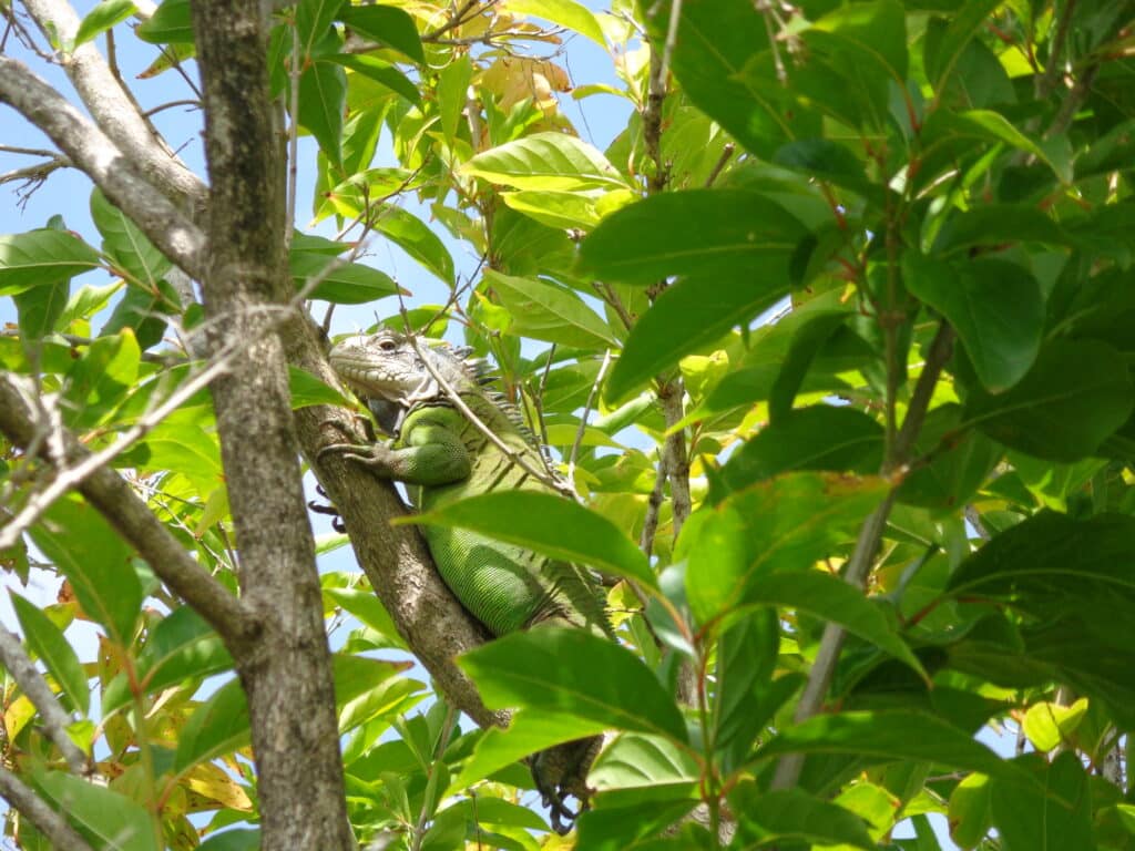 Lesser Antillean peyi iguana