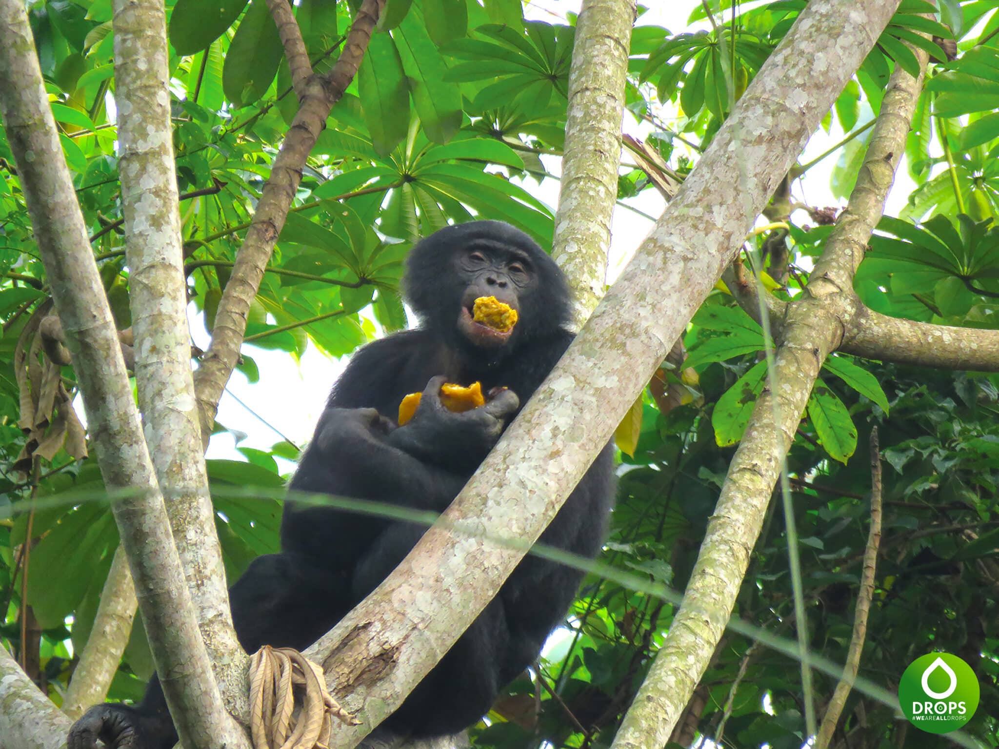 Bonobo du Congo