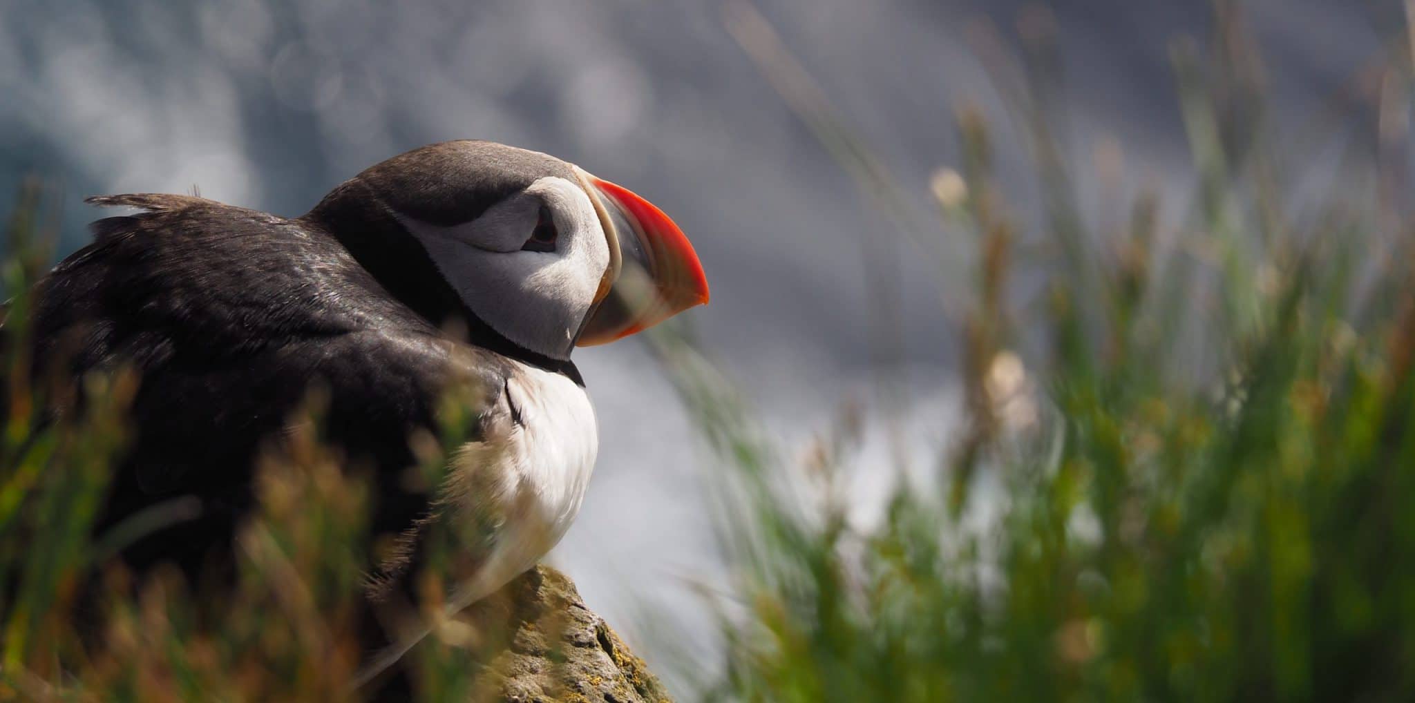 Puffin