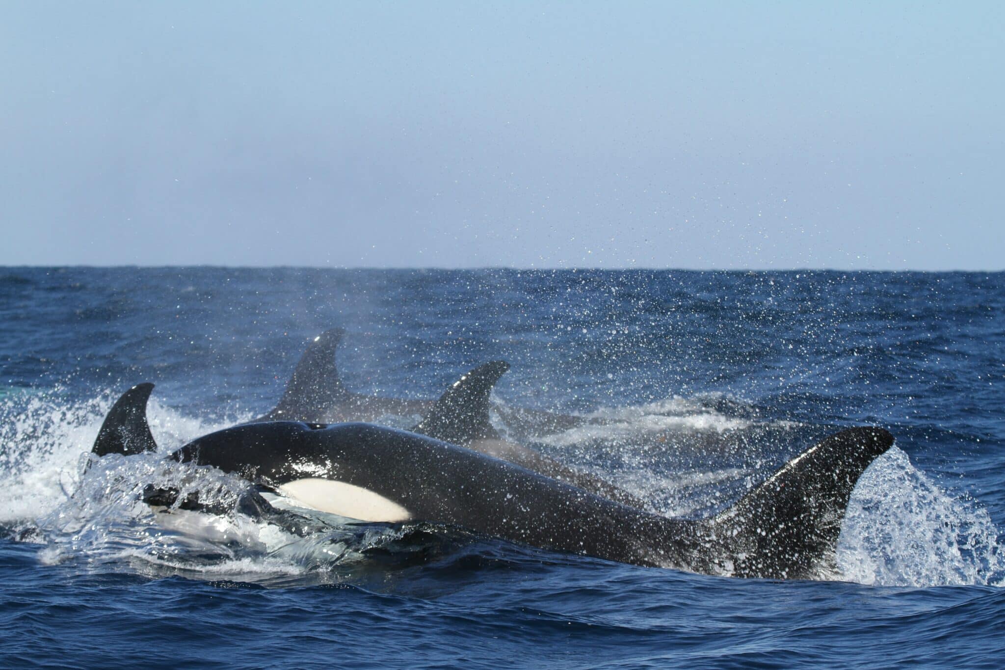 Orca Shetland Islands