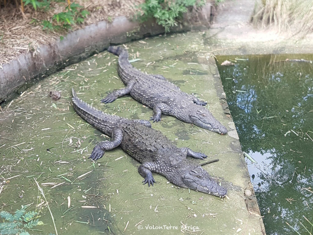 Crocodile