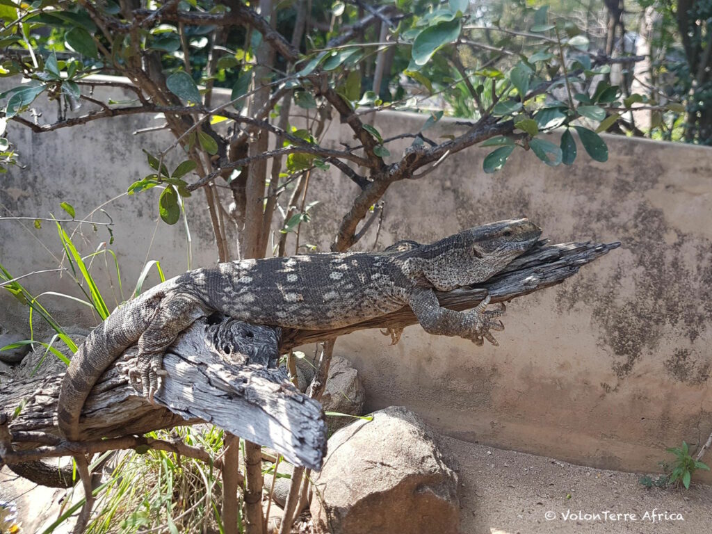 Sauvegarde des serpents