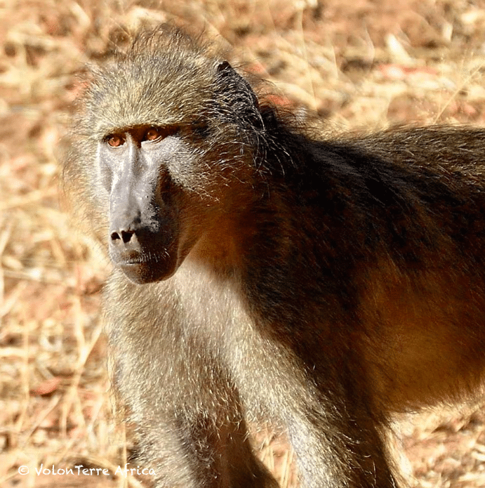 Babouin rehabilitation