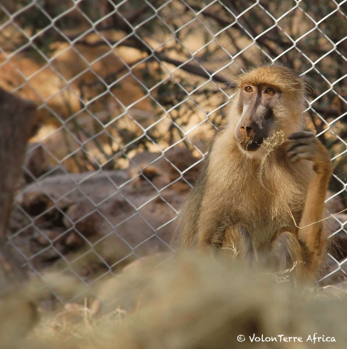 Volunteer baboon South Africa