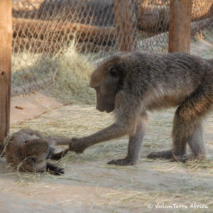 Les babouins sont une espèce très sociale