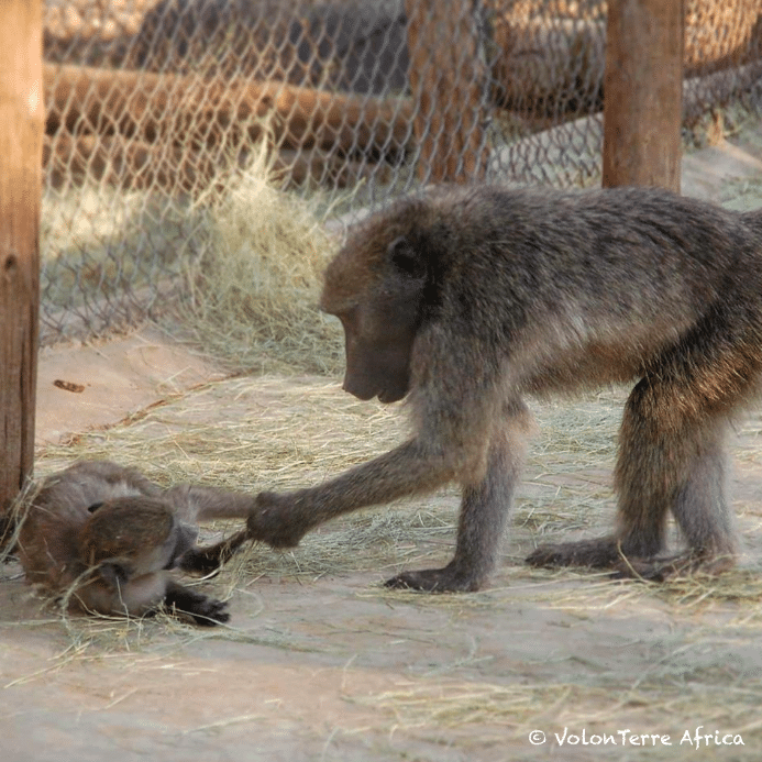 Baboons are a very social species