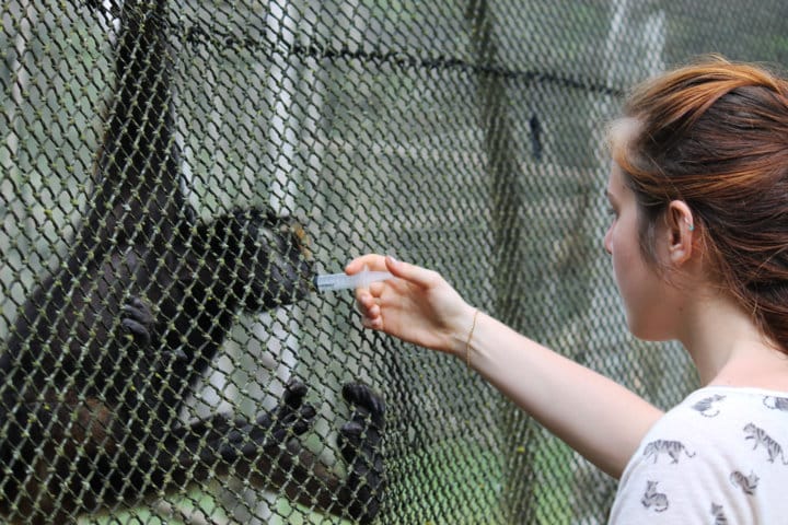 Primate research internship in Peru