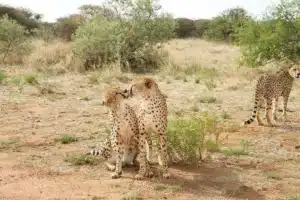 écovolontariat Namibie